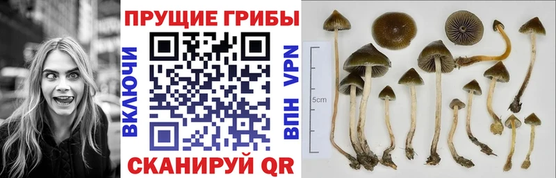что такое наркотик  Циолковский  Галлюциногенные грибы Psilocybe 
